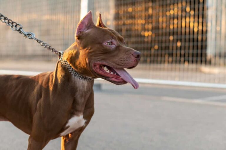 Pit Bull Rescues in Syracuse