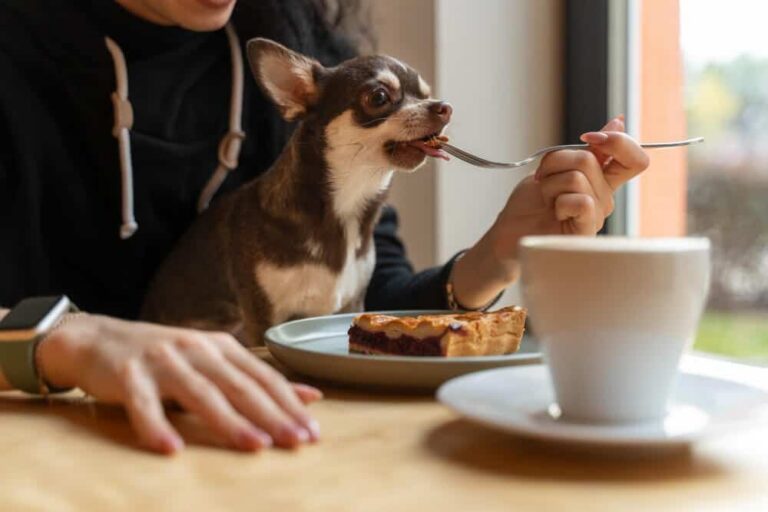 Dog-Friendly Restaurants Around Syracuse