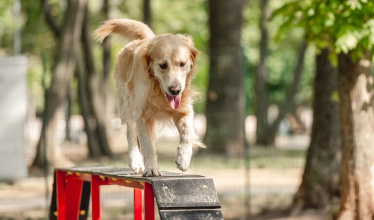 Reactive & Aggressive Dog Training