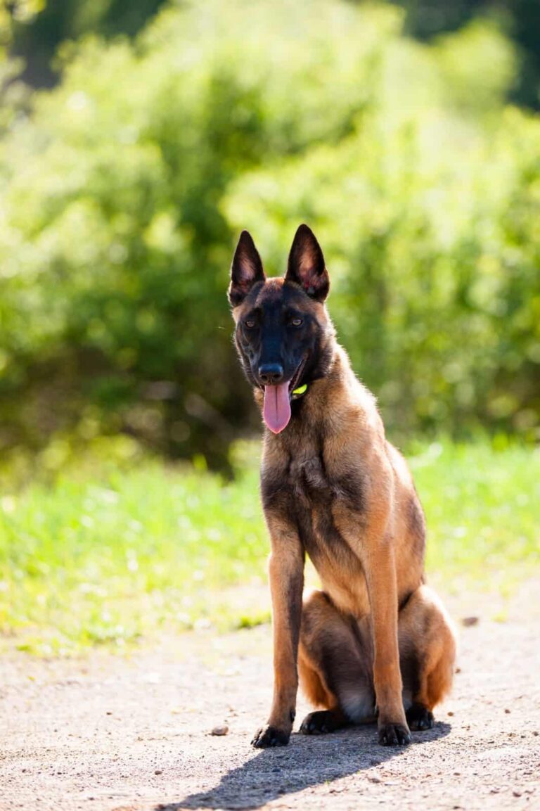 Happy trained dog sitting outdoors in Central New York