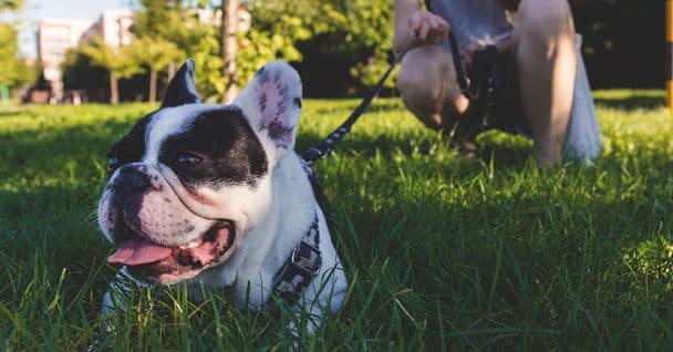 Remote Collar Myths & Facts