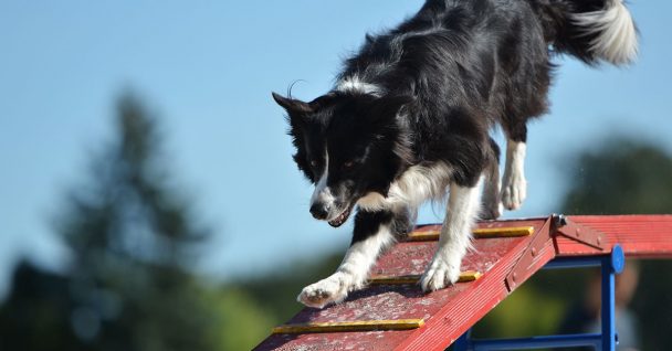 Dog practicing obedience in the Board and Train program