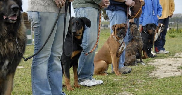 Dogs and owners practicing obedience in a group class