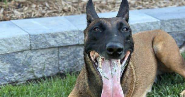 Belgian Shepherd holding a down-stay during a private lesson